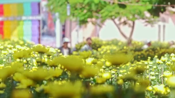 Flores de crisantemo amarillo en el mercado callejero — Vídeo de stock