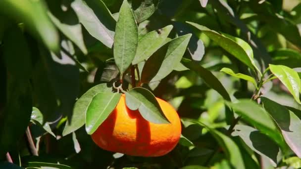 Fruta grande de mandarina sola — Vídeos de Stock