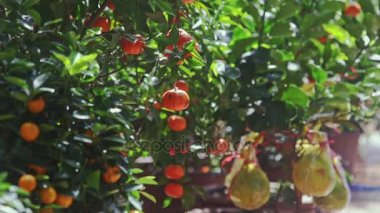 mandalina ağaçları en fazla olgunlaşmış meyve tam