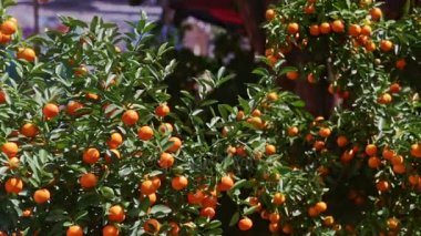mandalina ağaçları en fazla olgunlaşmış meyve tam