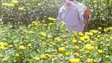 adam kasımpatı çiçekleri hortumu ile sular