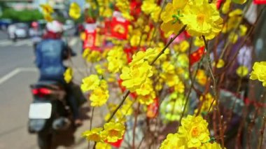 çiçekler bayraklarıyla süslenmiş ağaç dalları üzerinde