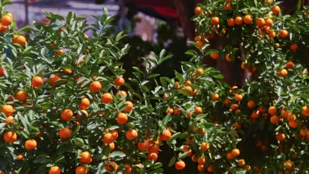 Érett gyümölcsök tele mandarin fák tetejét — Stock videók