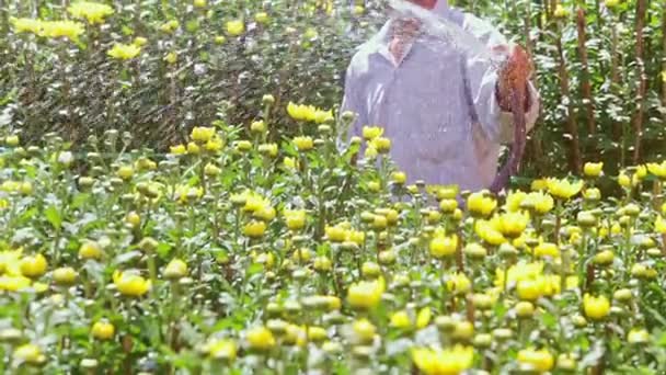 Man wateren chrysant bloemen met slang — Stockvideo