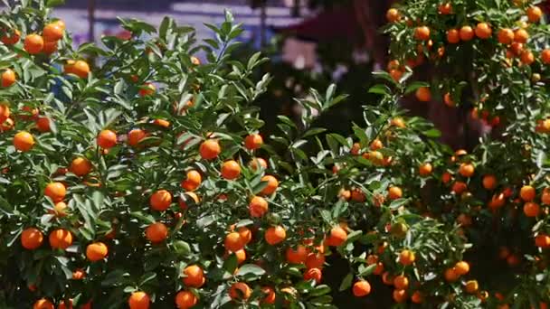 mandarin trees tops full of ripe fruits