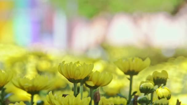 Chrysant bloemen tegen de lichte achtergrond — Stockvideo