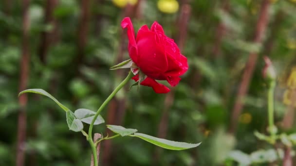 Enkel röd ros blomma på plantage — Stockvideo