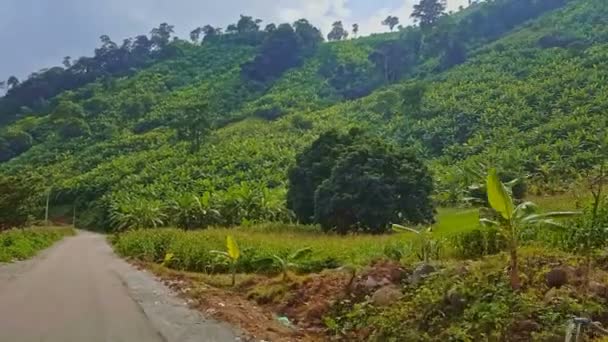 Bergweg onder wilde tropische jungle — Stockvideo