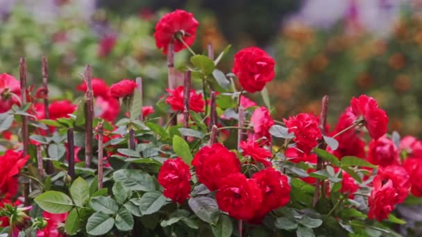 Branches of rose flowers on plantation — Stock Video