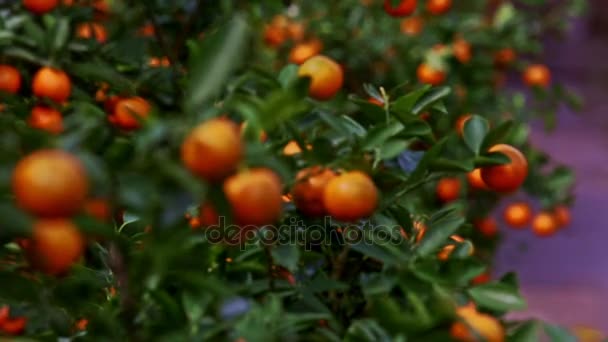 Copas de mandarina llenas de frutas maduras — Vídeo de stock