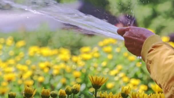Person vatten chrysanthemumblommor med slang — Stockvideo