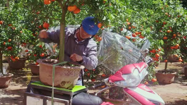 Caras carregar pote de árvore de tangerina na moto — Vídeo de Stock