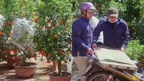 Ragazzi carico mandarino albero pot su moto — Video Stock