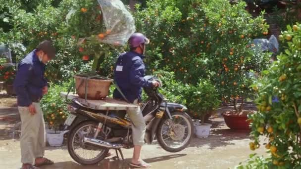 Guys load mandarin tree pot on motorbike — Stock Video