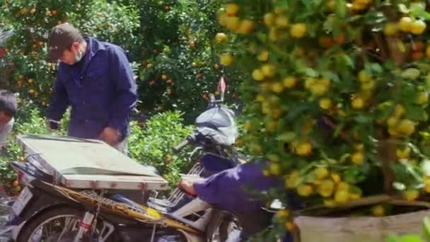 Ребята грузят горшок с мандаринами на мотоцикл — стоковое видео