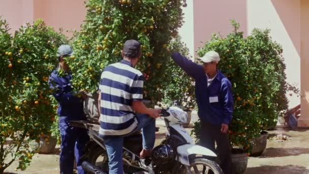 Caras carregar pote de árvore de tangerina na moto — Vídeo de Stock