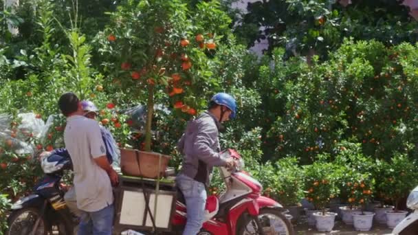 Caras carregar pote de árvore de tangerina na moto — Vídeo de Stock