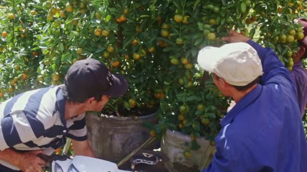 Ragazzi carico mandarino albero pot su moto — Video Stock