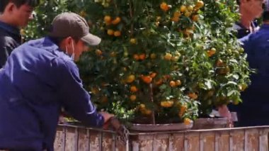 İşçiler iter sepeti mandalina ağacı