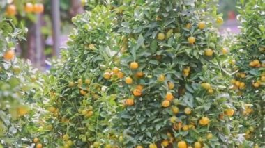 Rüzgar mandalina ağacı dalları sallar