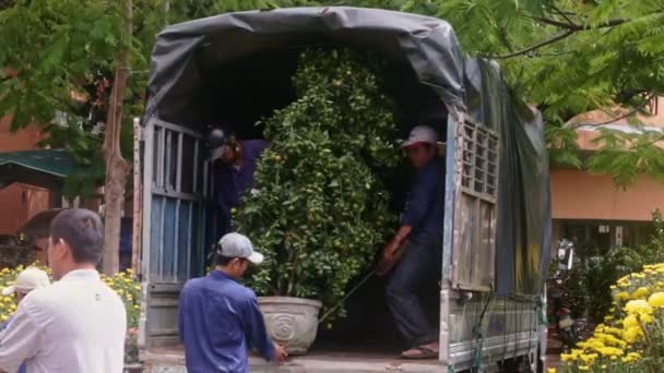 Trabajador tira del árbol de mandarina en maceta en camión — Vídeos de Stock