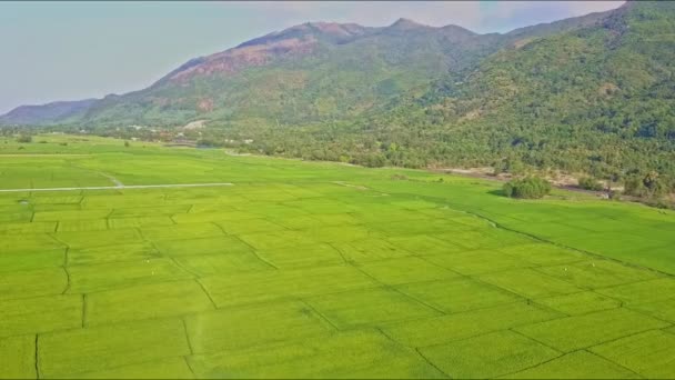 Montañas a través de campos de arroz verde — Vídeos de Stock