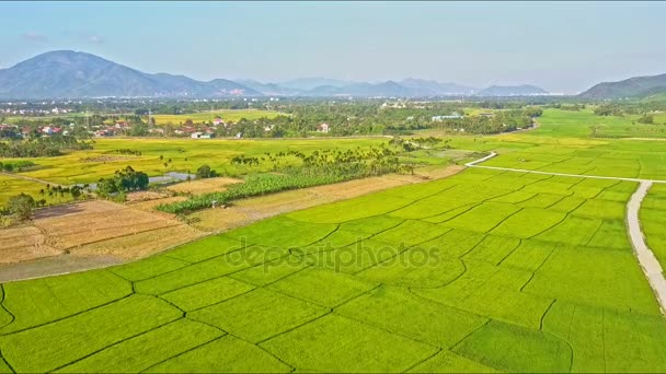 Рисовые поля, разделенные на участки по водным каналам и тропам — стоковое видео