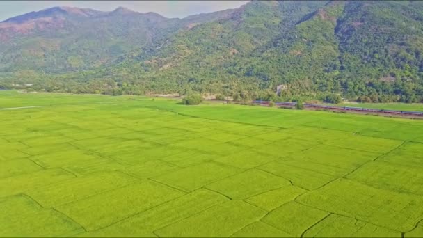 Campos de arroz divididos em parcelas por canais de água e vias — Vídeo de Stock