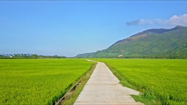 Pozemní cesta mezi rýžovými poli — Stock video