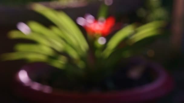 緑の熱帯植物の鍋で — ストック動画