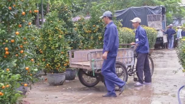 Los cargadores cargan árboles de mandarina en macetas — Vídeos de Stock