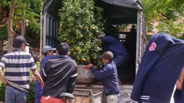 Los trabajadores cargan macetas de mandarina en camiones — Vídeo de stock