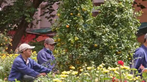 Arbetstagare bära upp tangerine träd till lastbil — Stockvideo