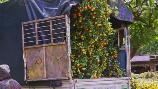 Kamion szállítja almafákkal teli — Stock videók