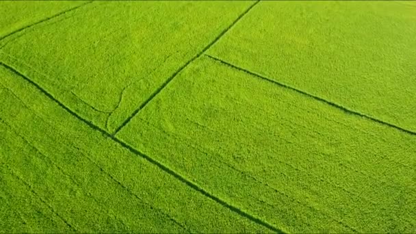Reisfelder durch Wasserkanäle und Wege in Parzellen unterteilt — Stockvideo