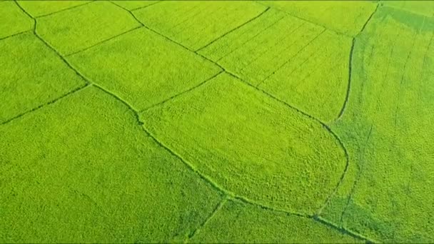 Campos de arroz divididos en parcelas por canales de agua y caminos — Vídeo de stock