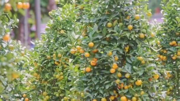 El viento sacude ramas de árboles de mandarina — Vídeo de stock