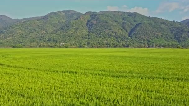 Campo de arroz para ferrovia com ponte por montanha — Vídeo de Stock