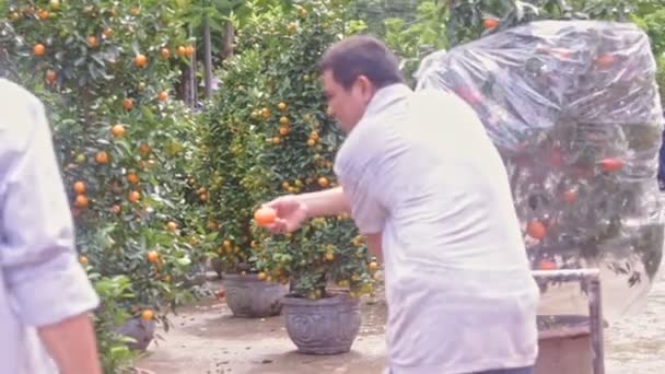 Vevő tolja a tangerine tree talicska — Stock videók
