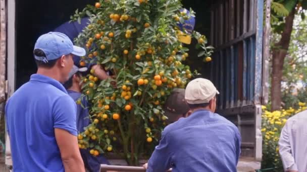 Arbetstagare Ladda tangerine träd in i lastbil — Stockvideo