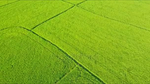 Campos de arroz divididos em parcelas por canais de água e vias — Vídeo de Stock