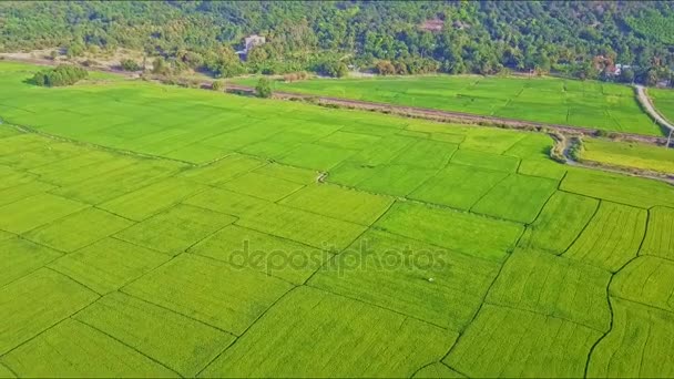 Campos de arroz divididos em parcelas por canais de água e vias — Vídeo de Stock