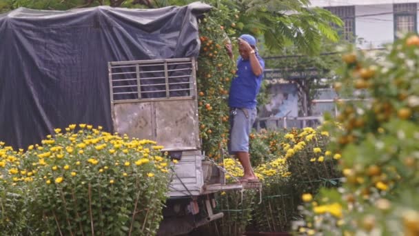 Worker sets up loaded tangerine trees in truck — Stock Video