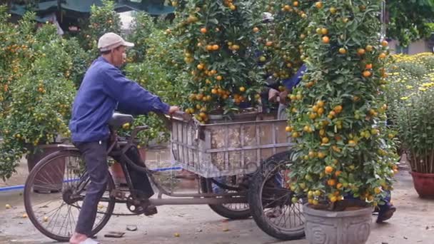 Gli operai caricano alberi di mandarino in pentole — Video Stock