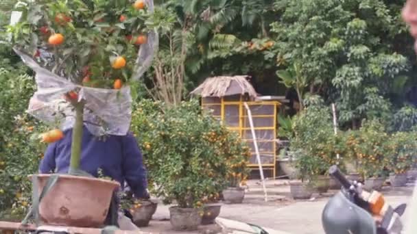 Человек на мотоцикле с мандариновым горшком — стоковое видео
