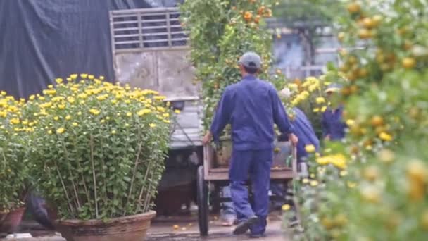 I lavoratori trasportano alberi di mandarino in vasi da fiori nel carrello — Video Stock