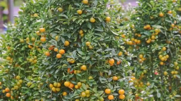 El hombre convierte el árbol de mandarina en maceta — Vídeo de stock