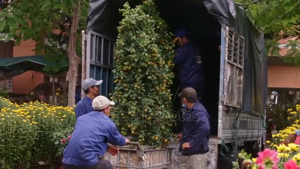 Trabajadores cargan árbol de mandarina de carro en camión — Vídeo de stock