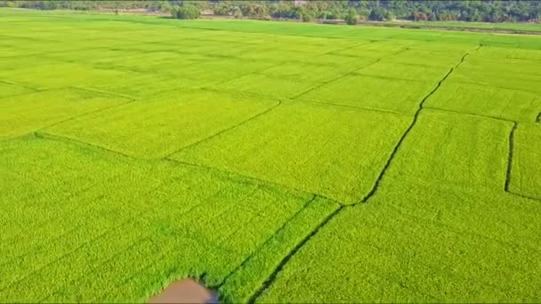 Campos de arroz divididos en parcelas por canales de agua y caminos — Vídeos de Stock