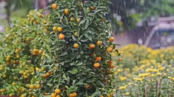Tropische regen wateren tangerine tree — Stockvideo